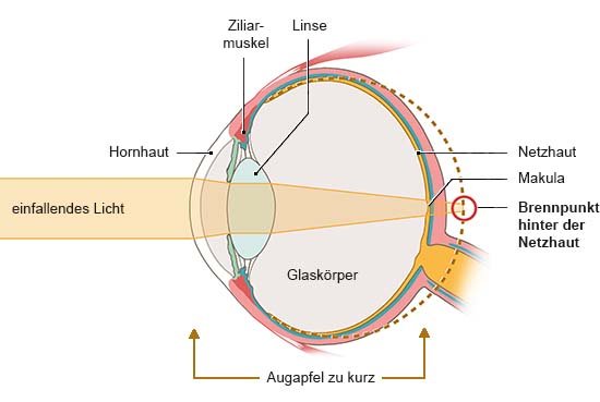 Grafik: Anatomische Darstellung eines Auges in Seitenansicht