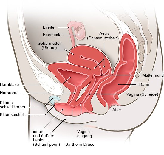 Die Grafik zeigt eine anatomische Darstellung der inneren weiblichen Geschlechtsorgane in Seitenansicht.