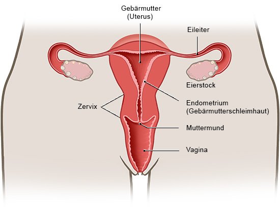 Die Grafik zeigt eine schematische anatomische Darstellung der inneren weiblichen Geschlechtsorgane in der Ansicht von vorne.