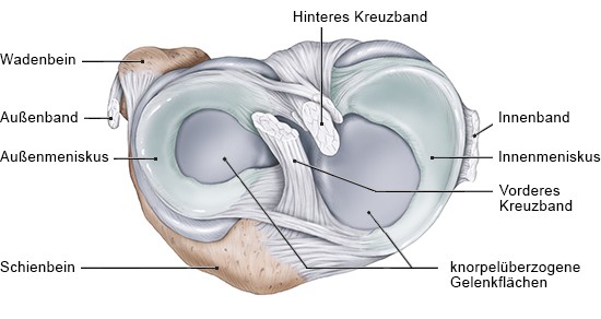 Wie Funktioniert Das Knie? - Gesundheitsinformation.de